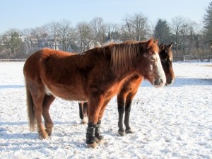 horses-in-winter-1412950-m